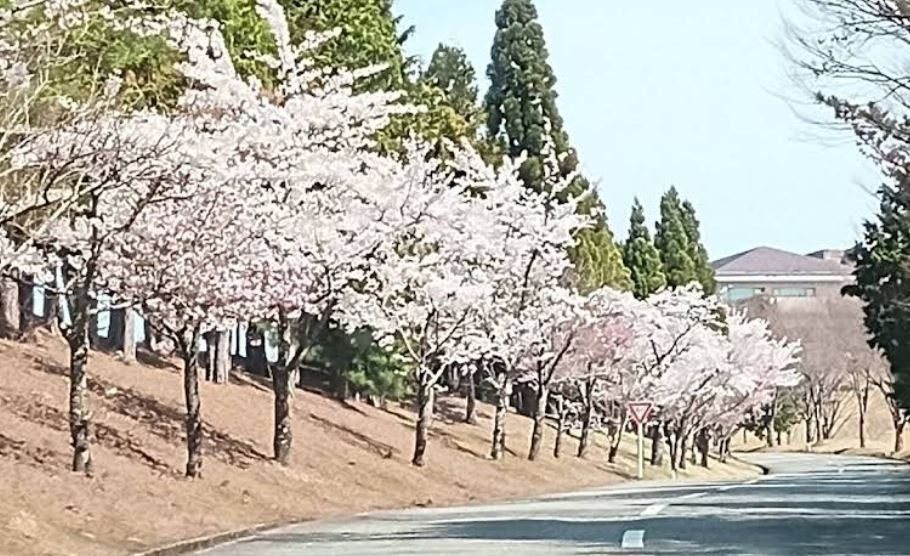 고베 골프여행 실사