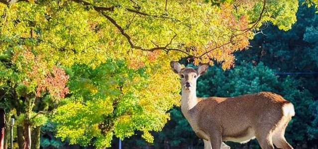 나라 관광 - 사슴공원과 사찰