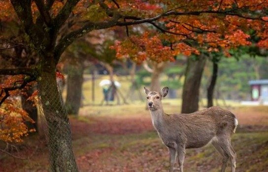 나라 관광 - 사슴공원과 사찰