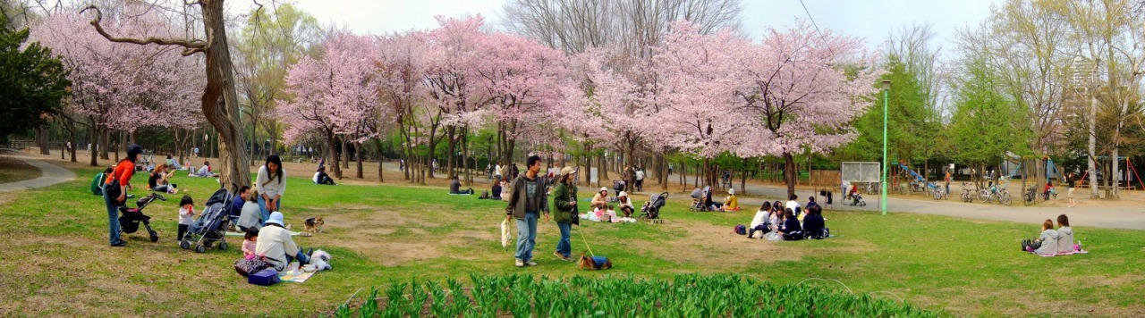 마루야마 공원의 벚꽃과 잔디 광장 전경