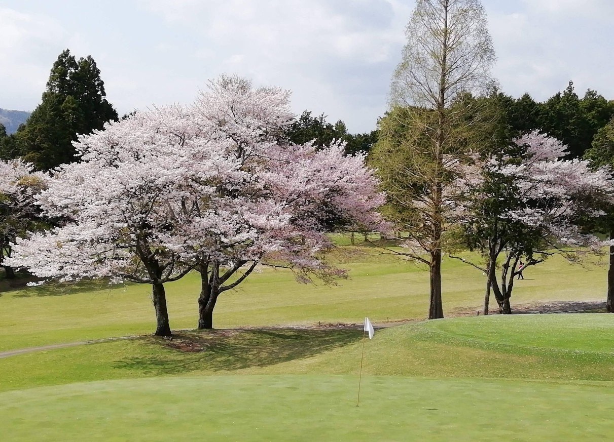후지치산CC 후보 코스의 벚꽃과 그린 주변 전경