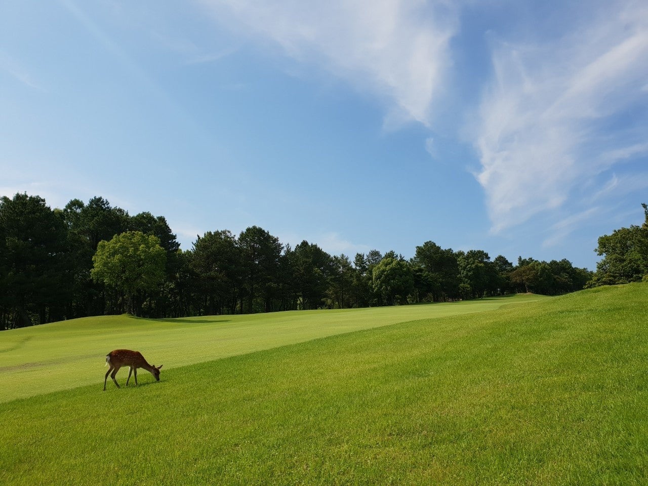 카츠야마고쇼 컨트리클럽 (Katsuyama Gosho Country Club) 실사