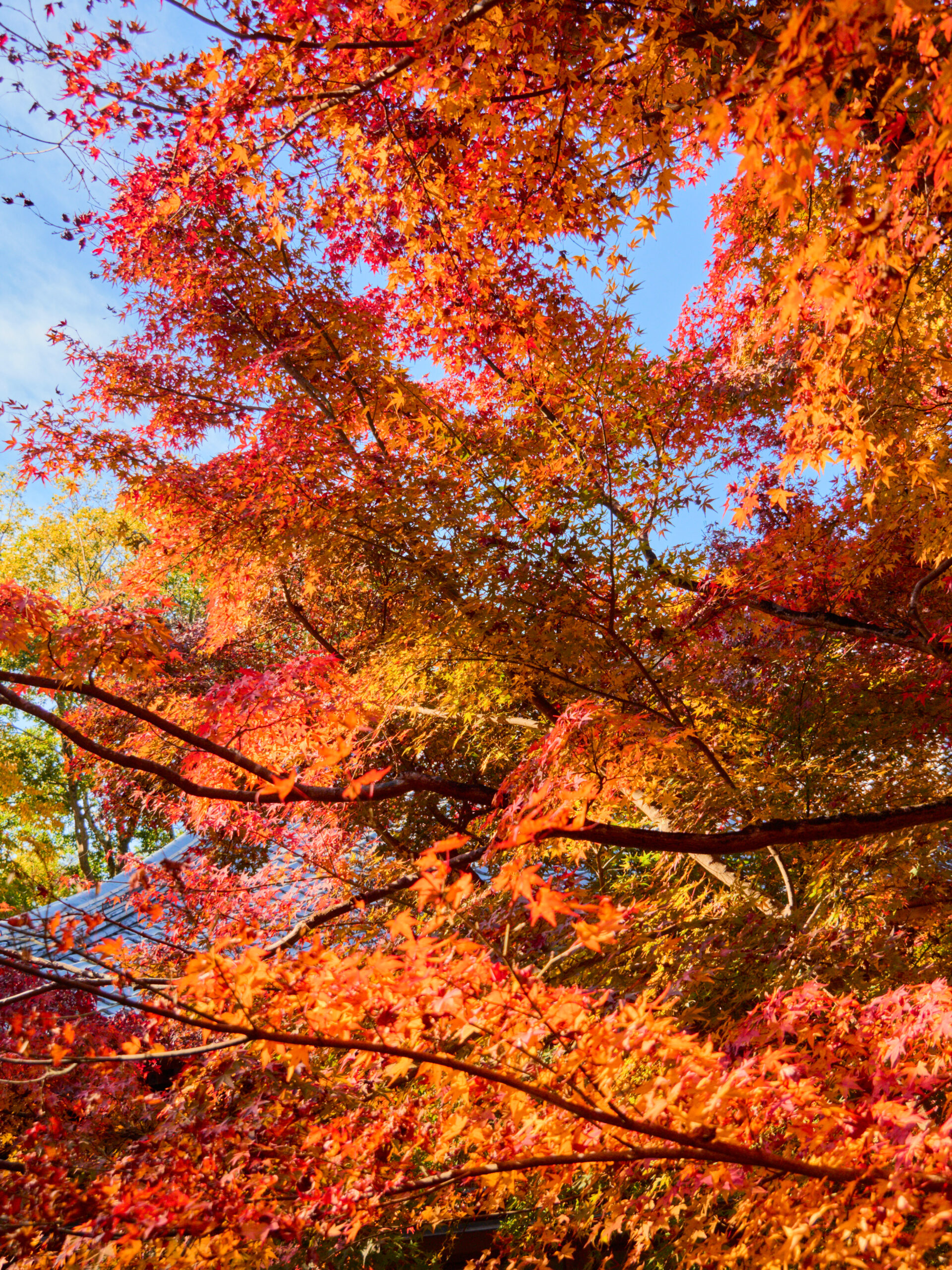 Enko ji, Kyoto   Enkoji7724