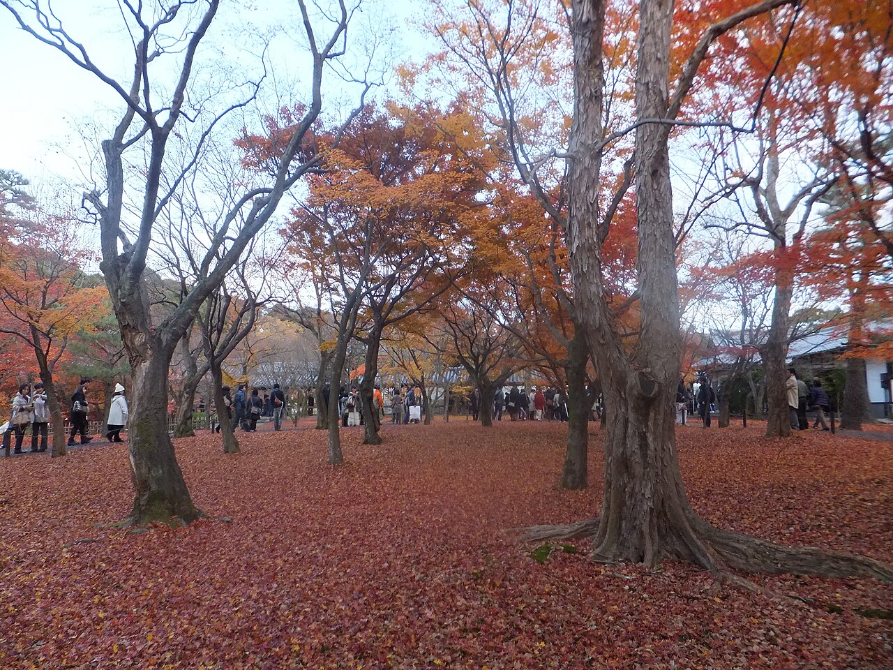 도후쿠지 사원 단풍